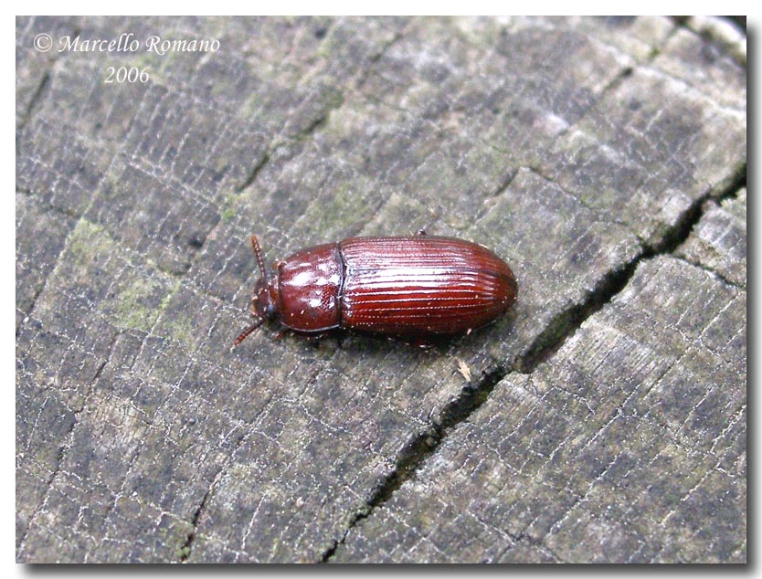 Uloma culinaris (Coleoptera, Tenebrionidae)